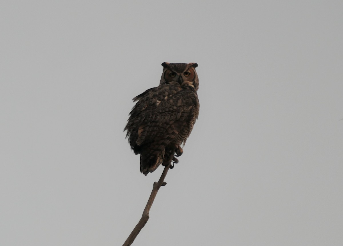 Great Horned Owl - ML646265074