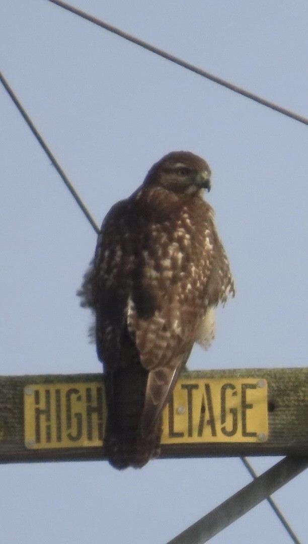 Red-tailed Hawk - ML646265075