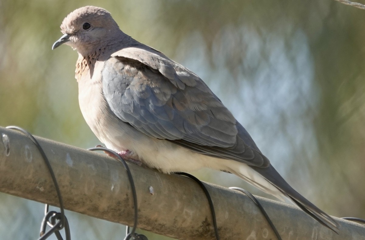 Laughing Dove - ML646265076