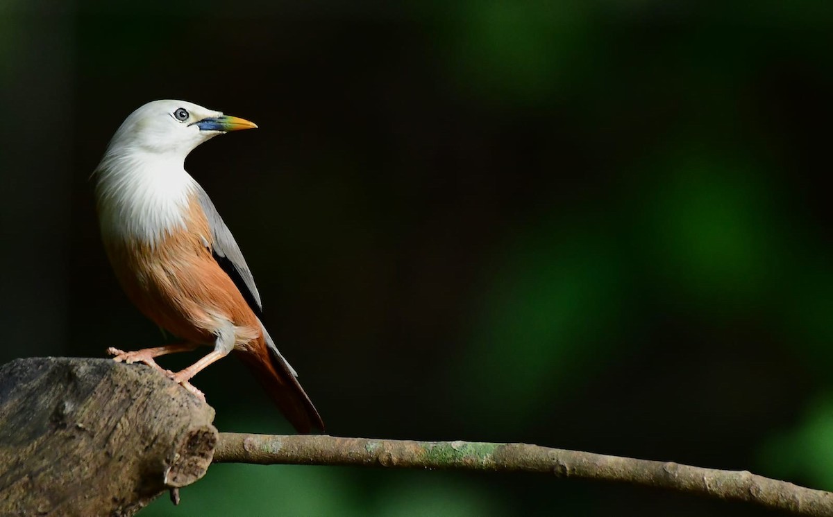 Malabar Starling - ML646265077