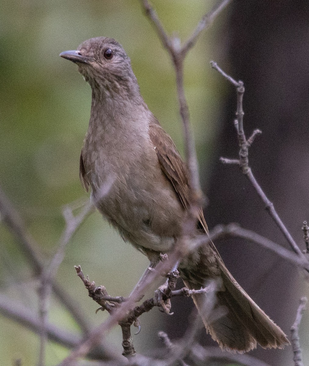 Pale-breasted Thrush - ML646265081