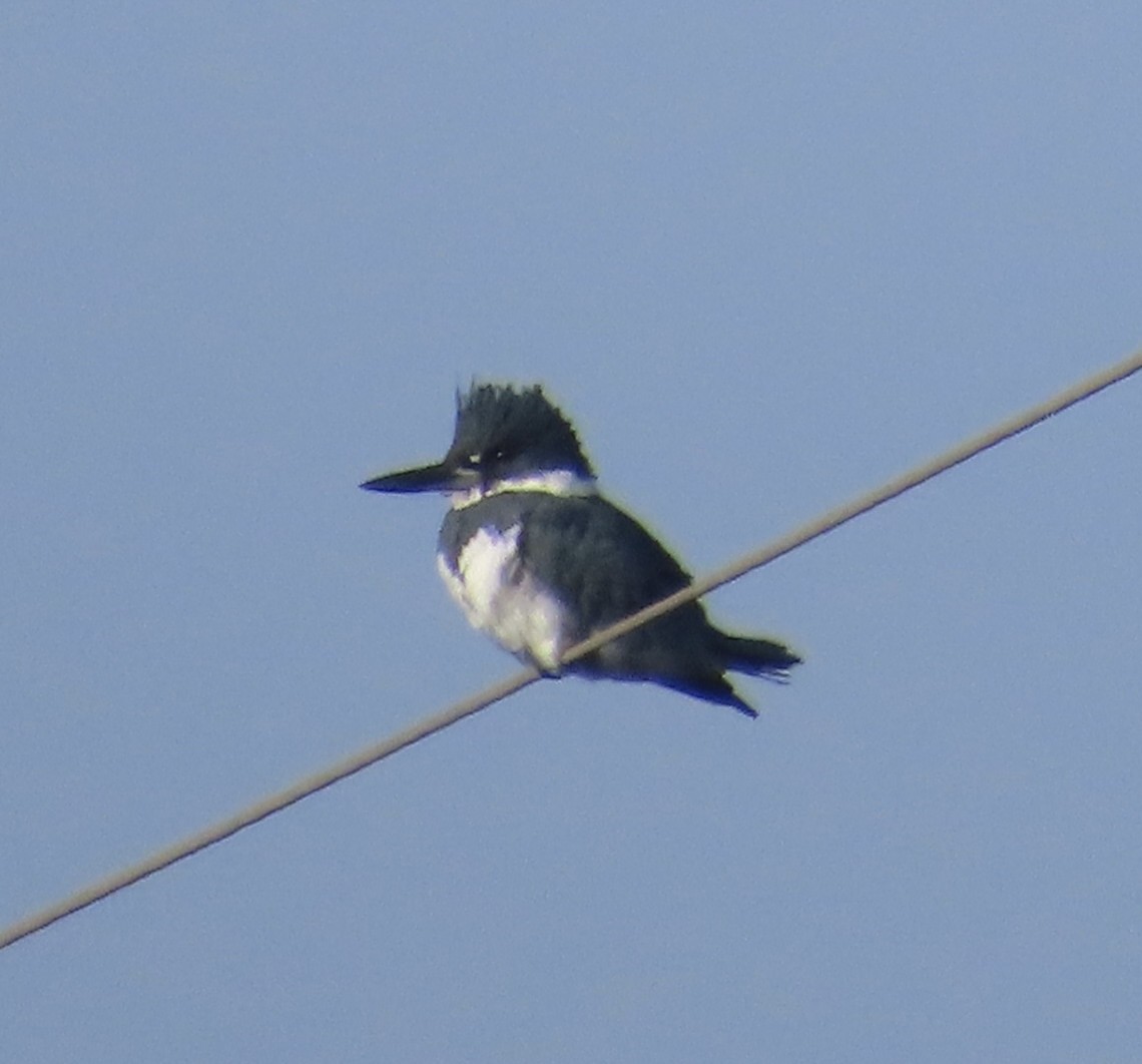 Belted Kingfisher - ML646265082