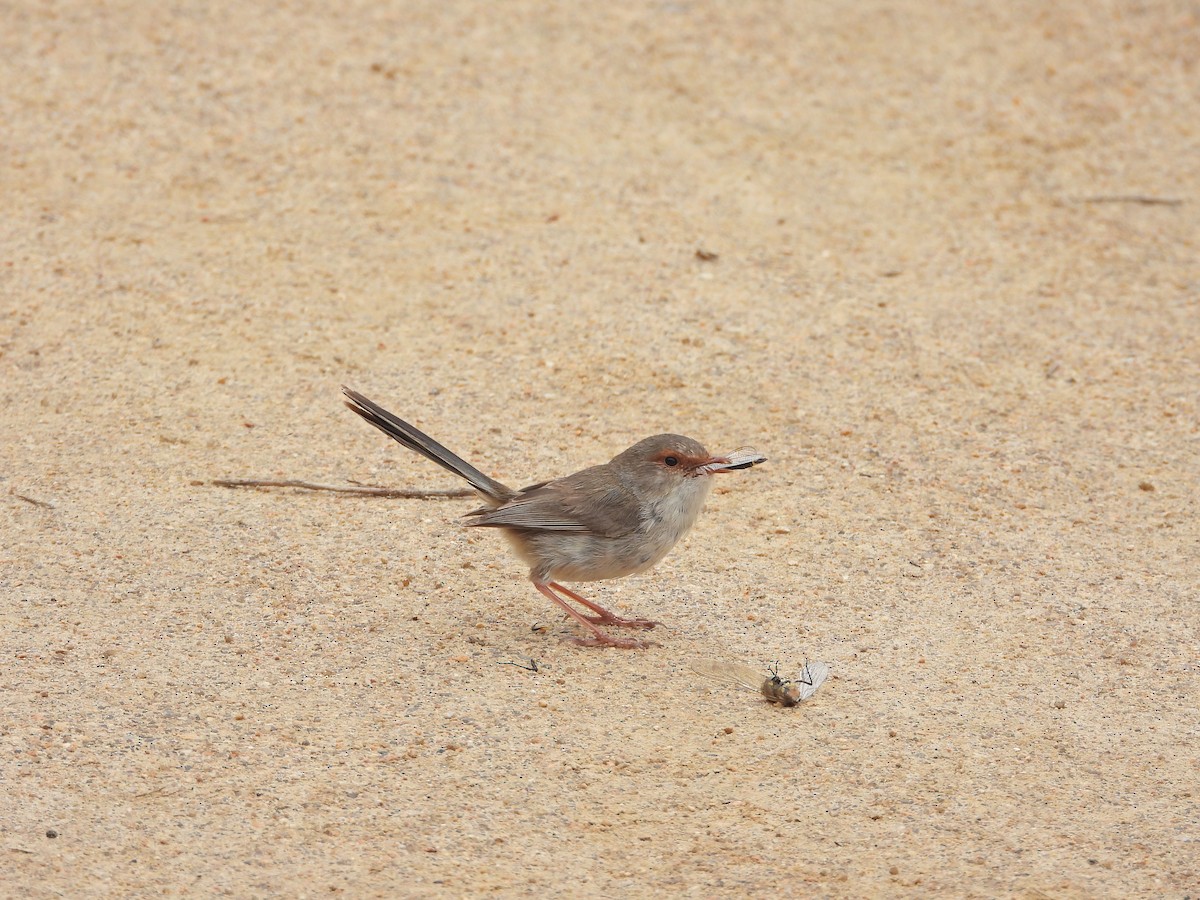 Superb Fairywren - ML646265083