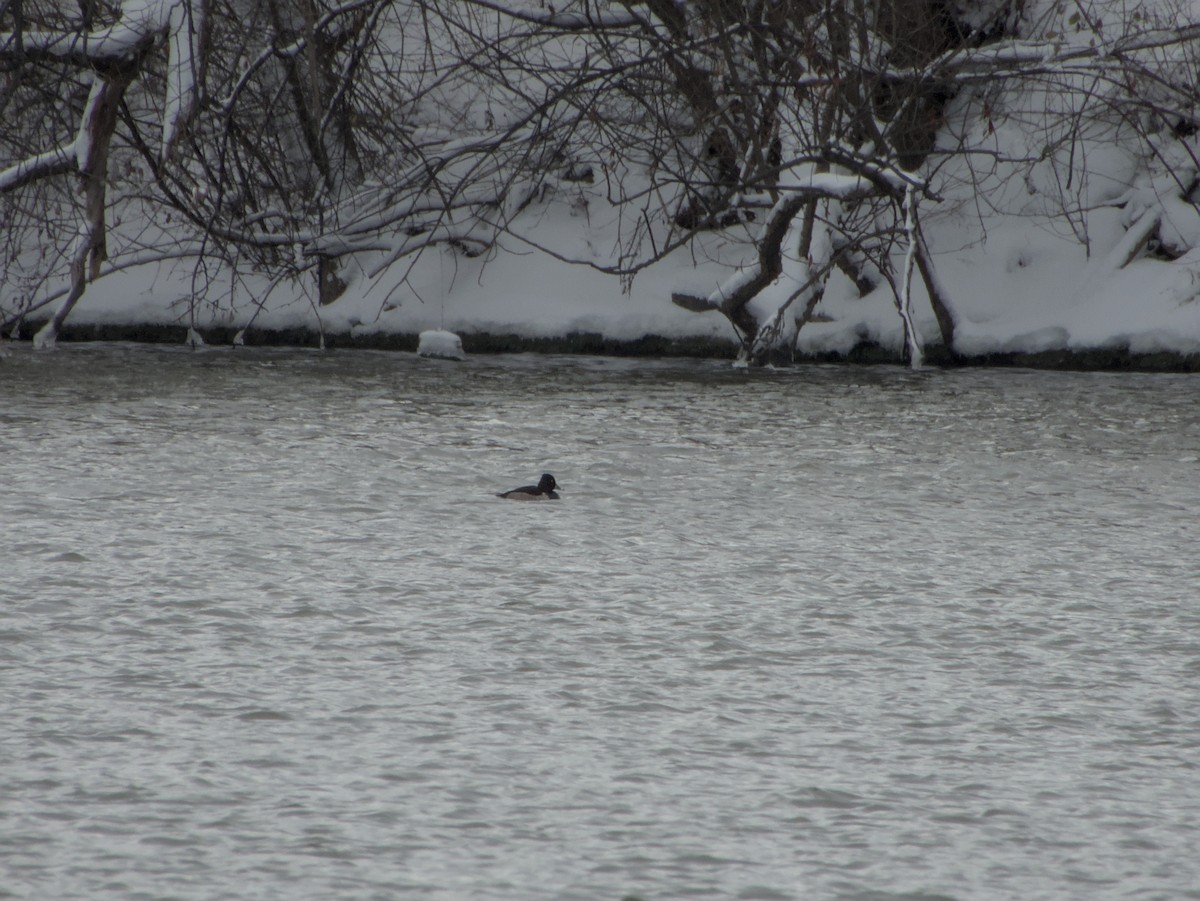 Ring-necked Duck - ML646265084