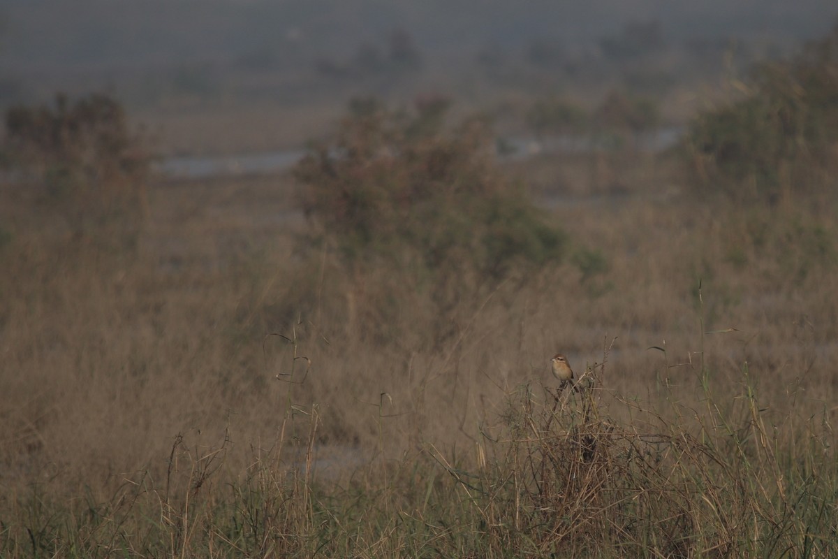 Antzandobi arrea - ML646265087