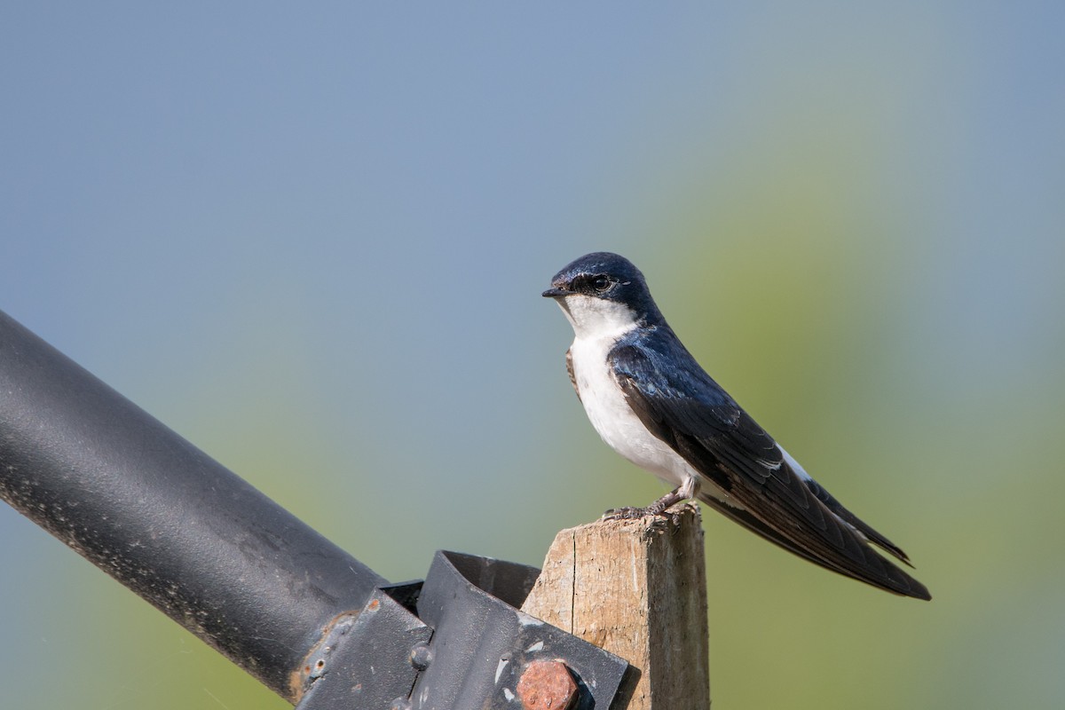 Chilean Swallow - ML646265088