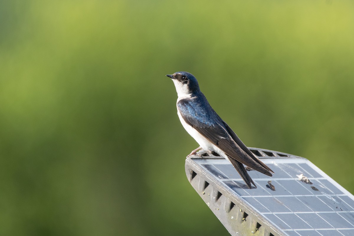 Chilean Swallow - ML646265089