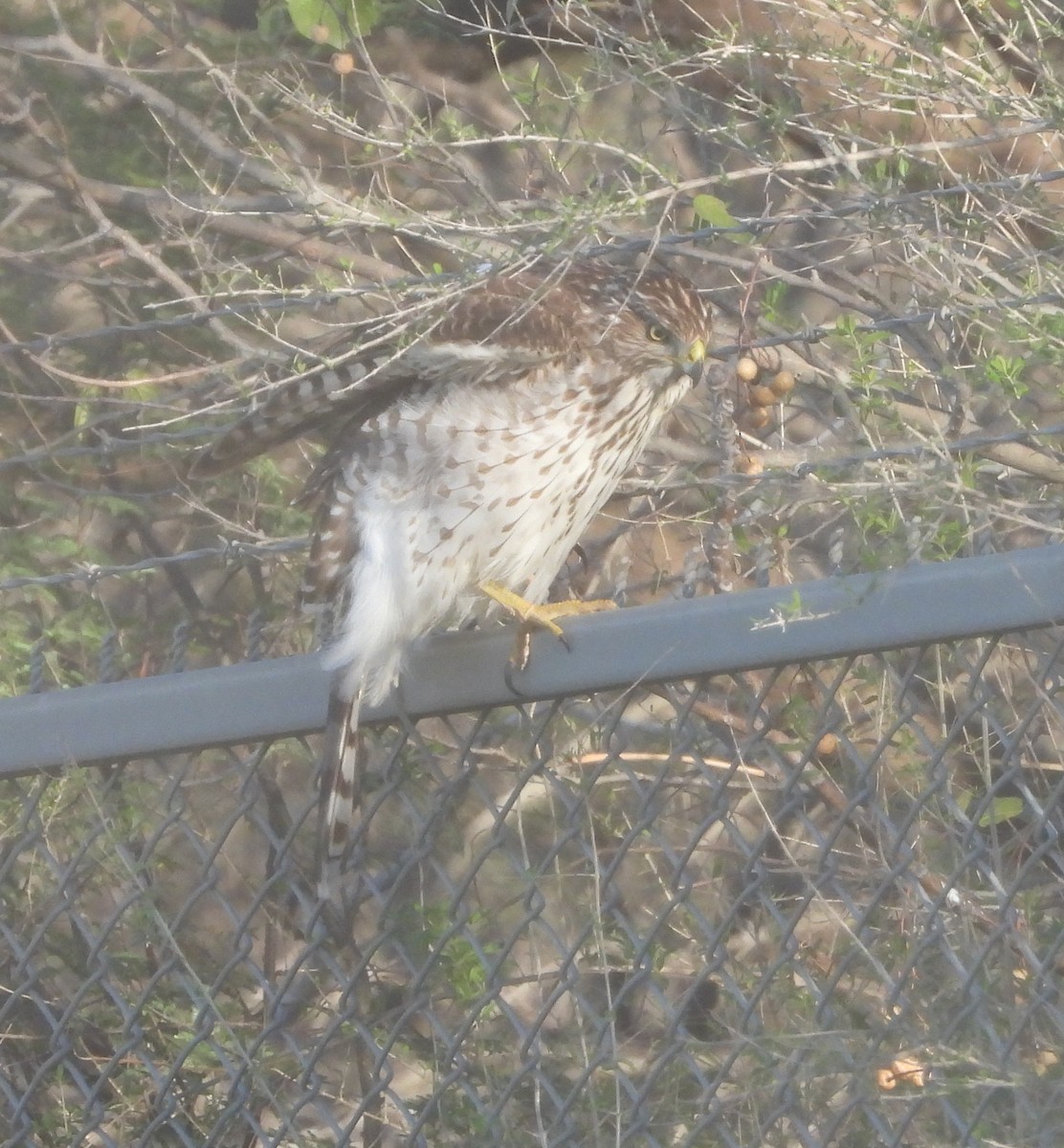 Cooper's Hawk - ML646265090