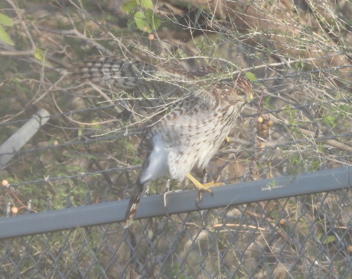 Cooper's Hawk - ML646265091