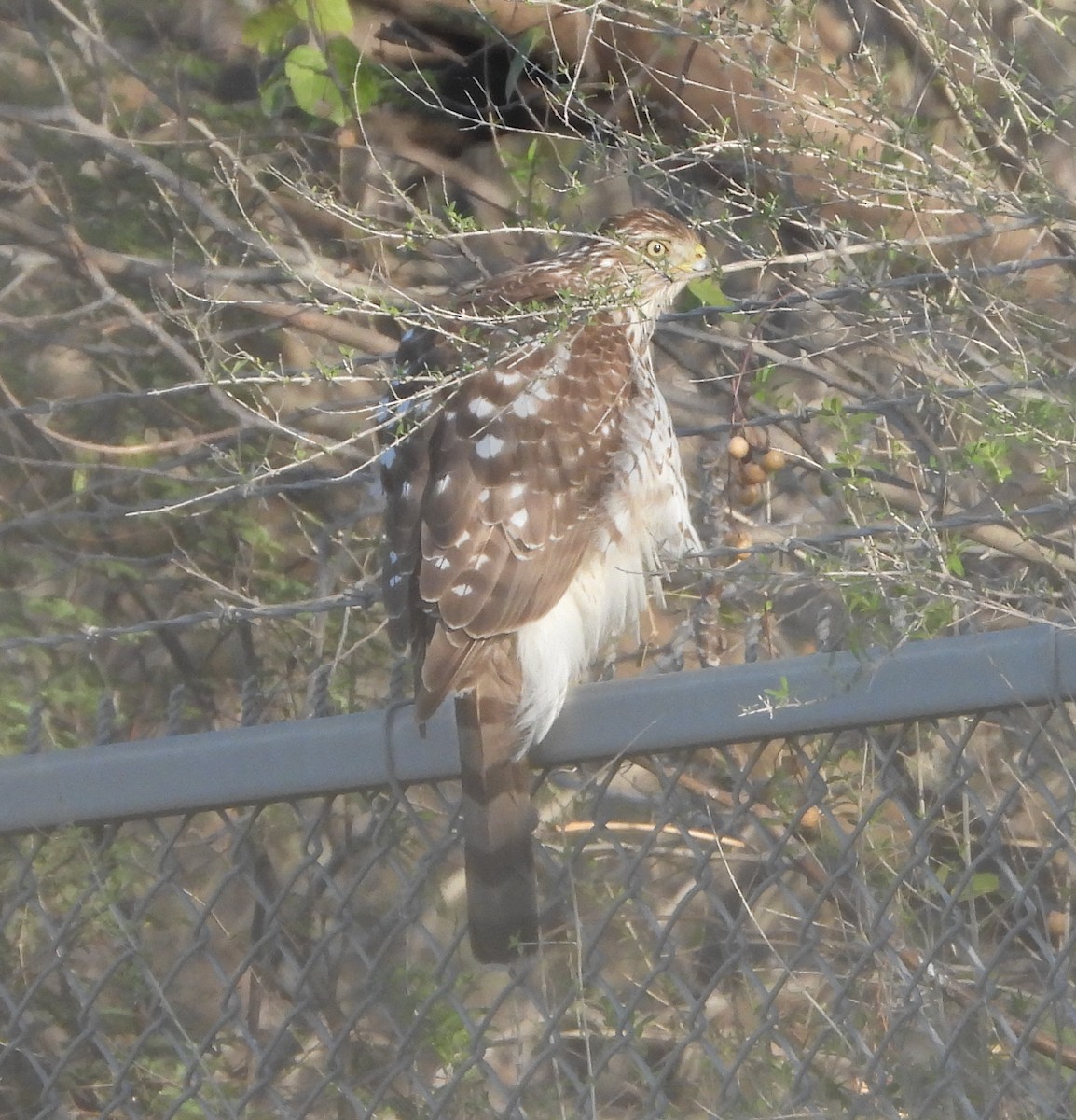 Cooper's Hawk - ML646265092