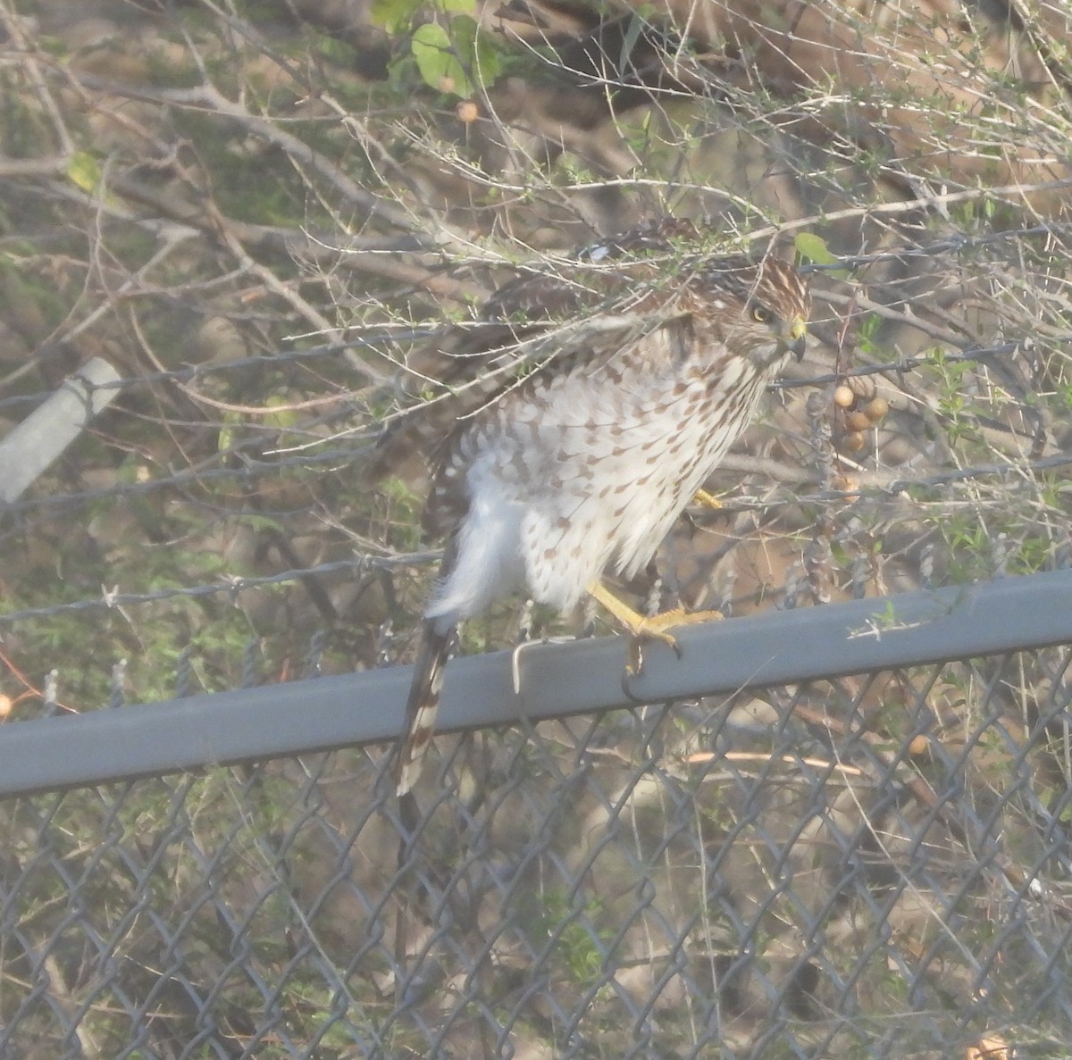 Cooper's Hawk - ML646265093