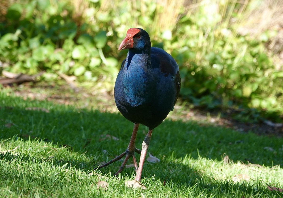 Australasian Swamphen - ML646265099