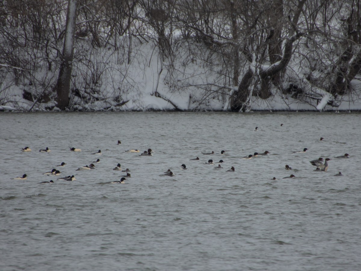 Common Merganser (North American) - ML646265101