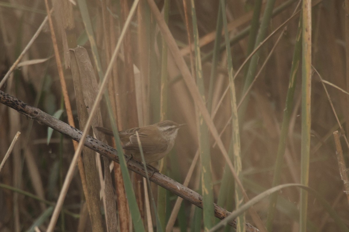 Moustached Warbler - ML646265102