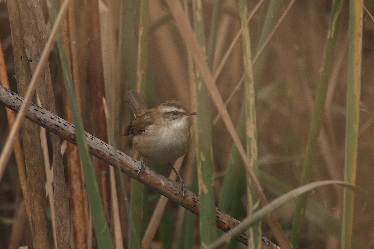 Moustached Warbler - ML646265103