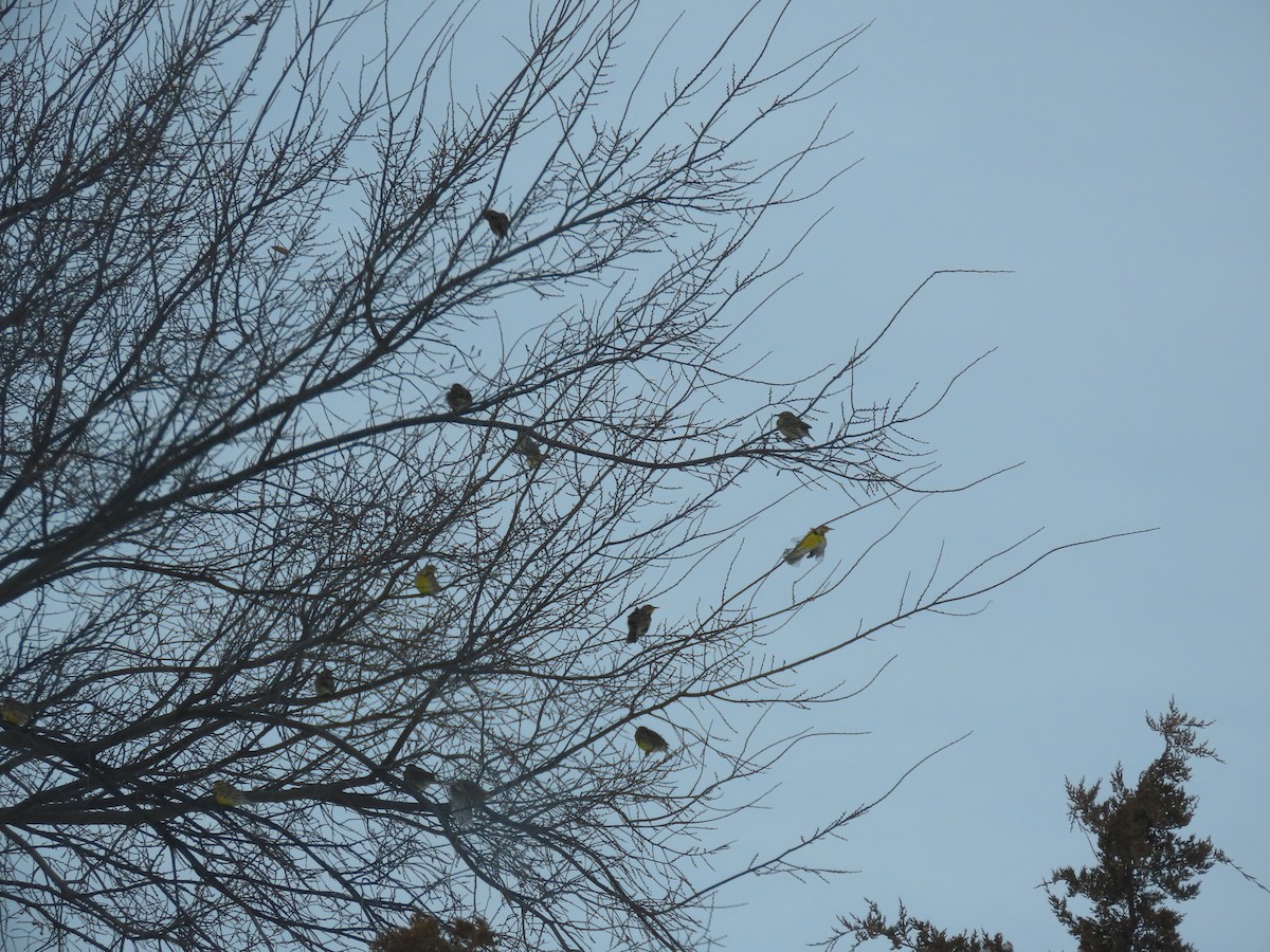 Western Meadowlark - ML646265104