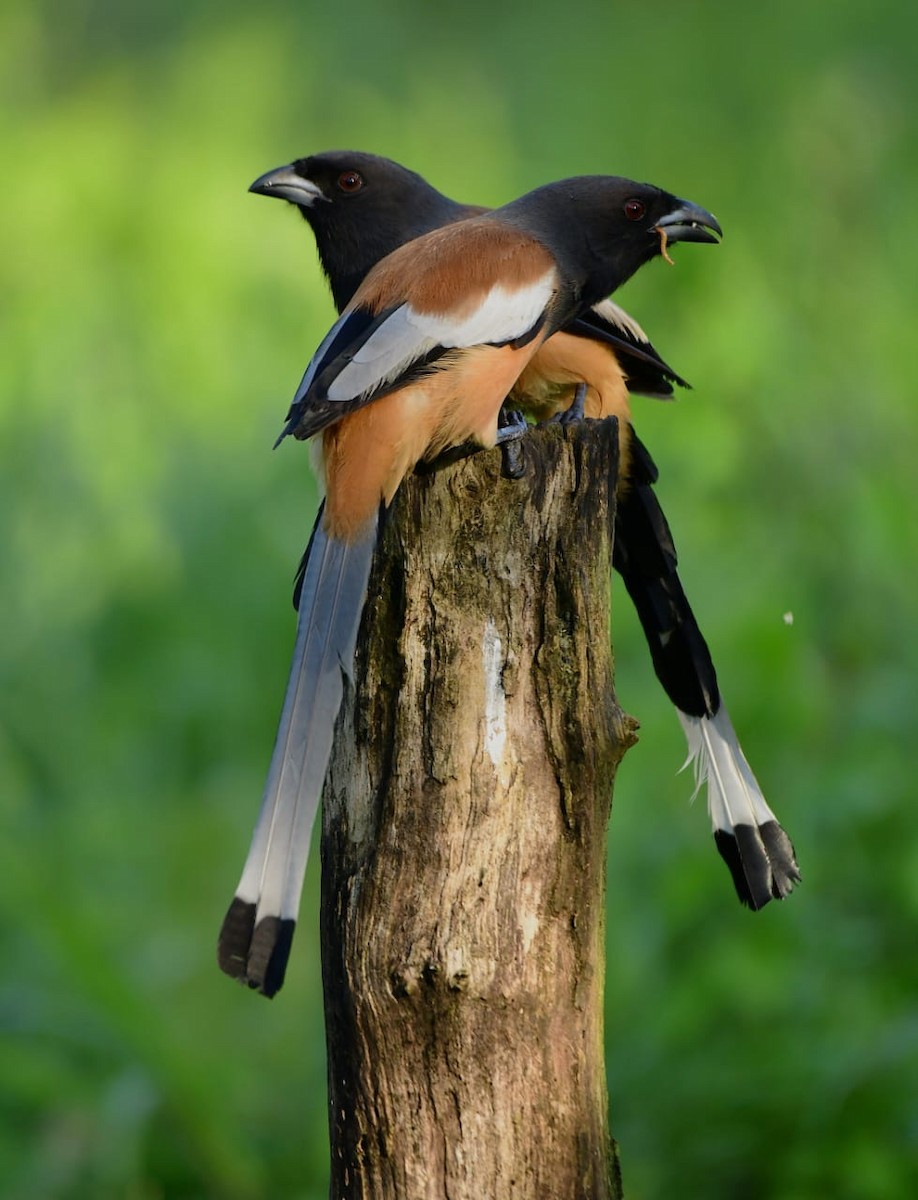 Rufous Treepie - ML646265109