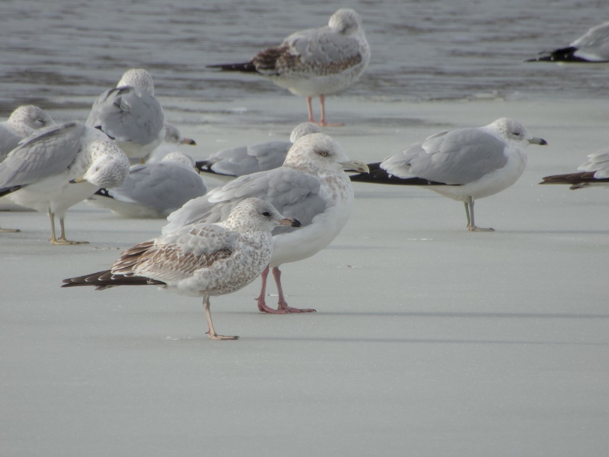Ring-billed Gull - ML646265112