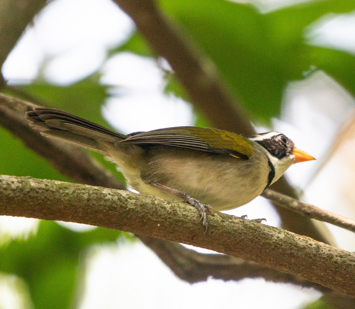 Saffron-billed Sparrow - ML646265113