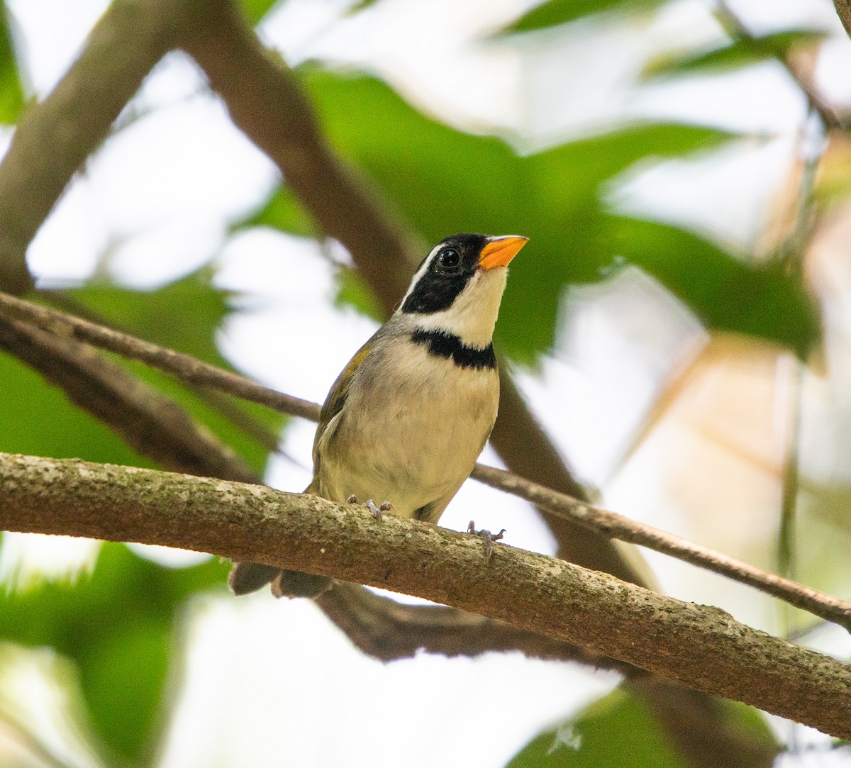 Saffron-billed Sparrow - ML646265114