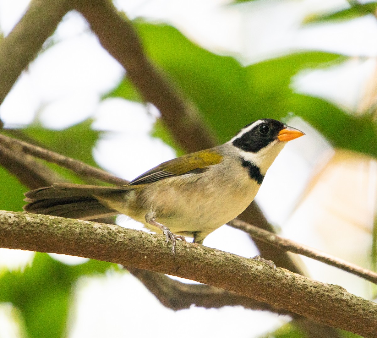 Saffron-billed Sparrow - ML646265115