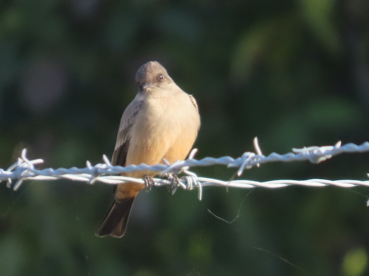 チャイロツキヒメハエトリ - ML646265116