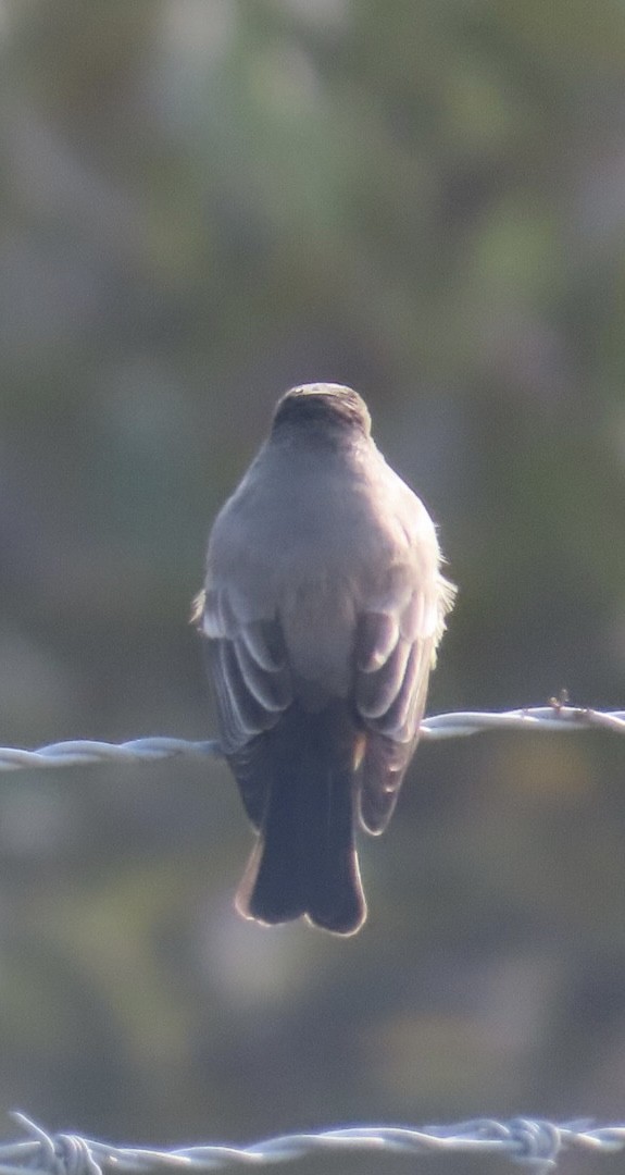 チャイロツキヒメハエトリ - ML646265117