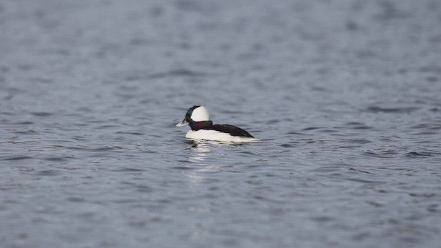 עבראש לבנוני - ML646265118