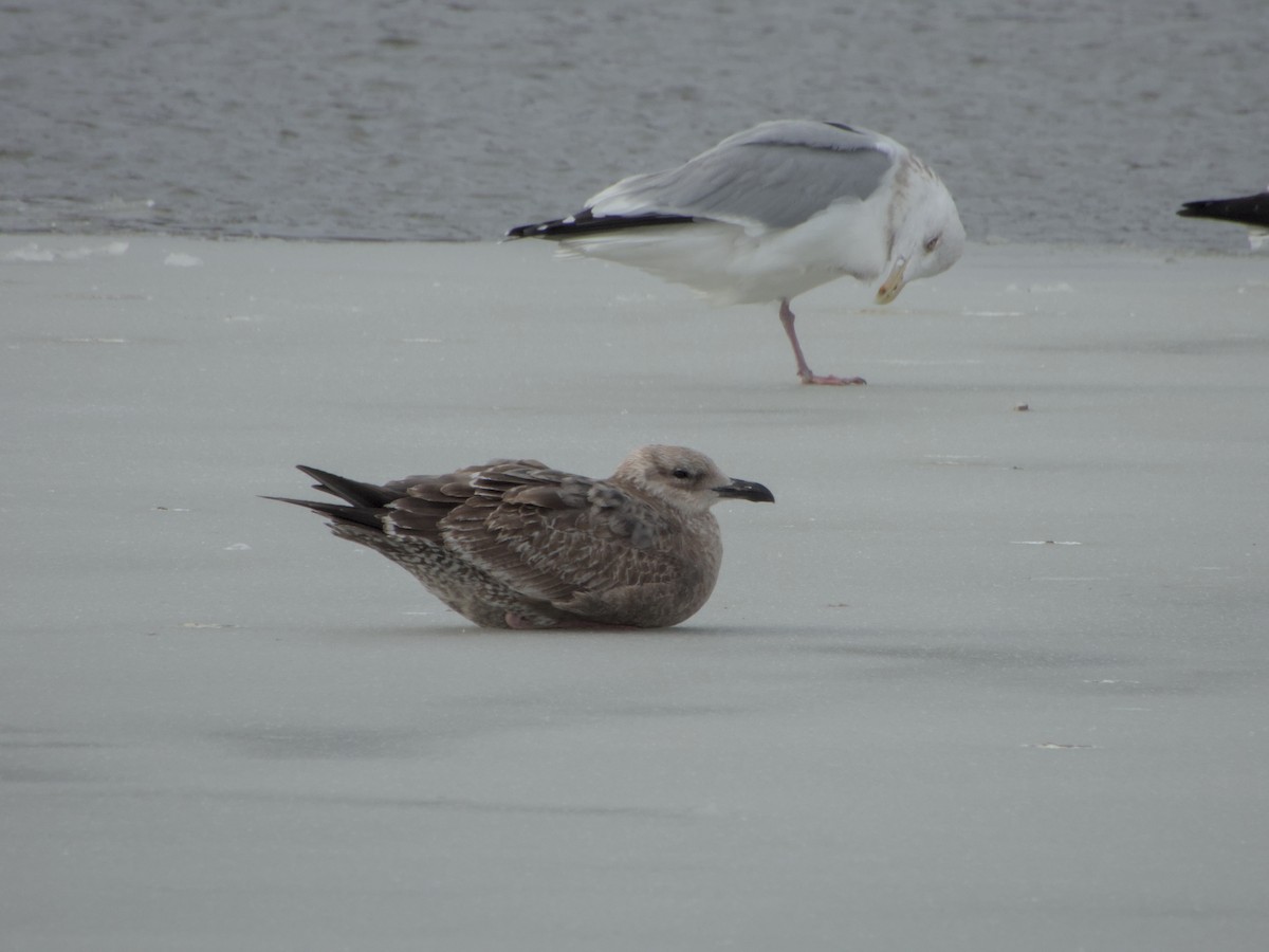 American Herring Gull - ML646265119