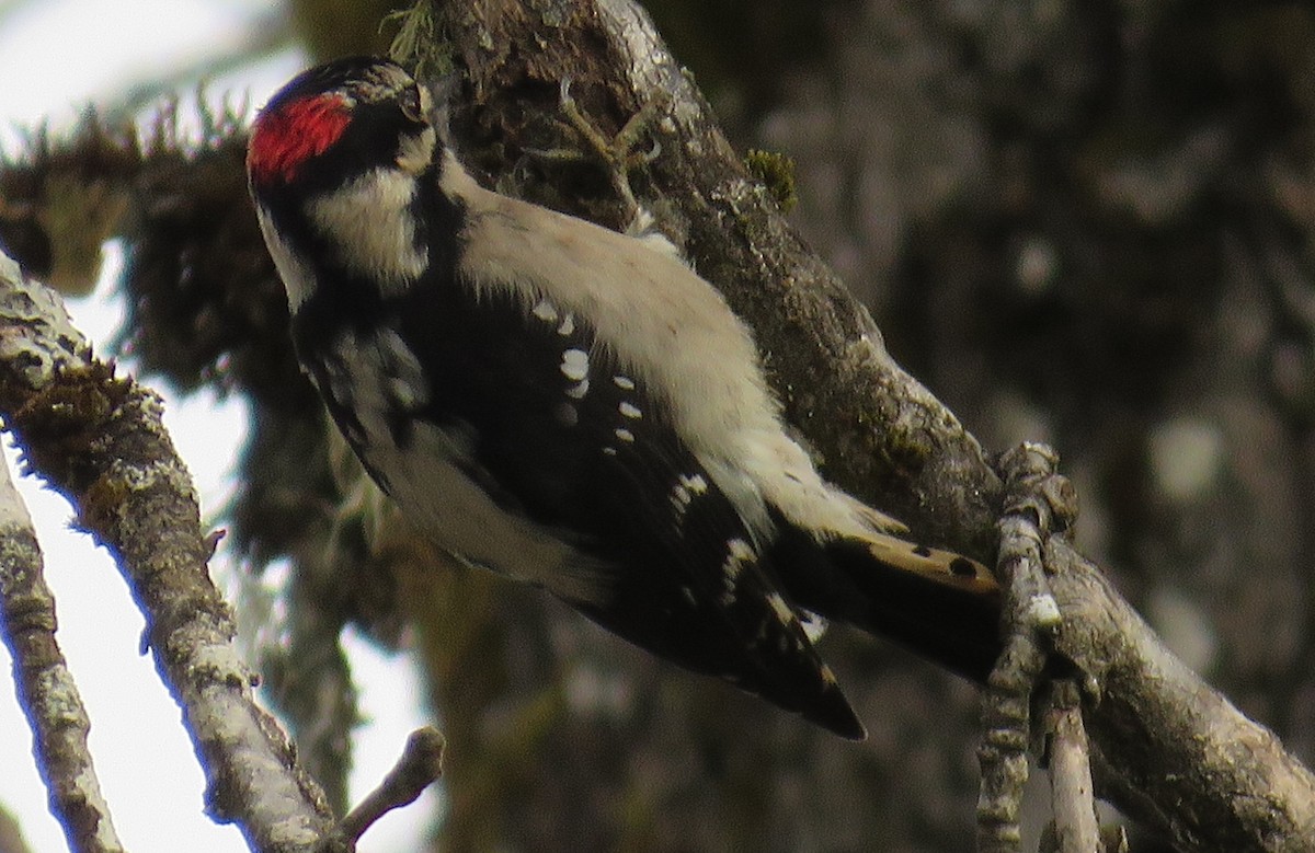 Downy Woodpecker - ML646265121