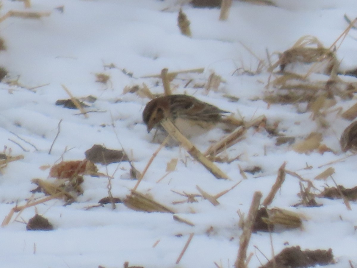 Lapland Longspur - ML646265125