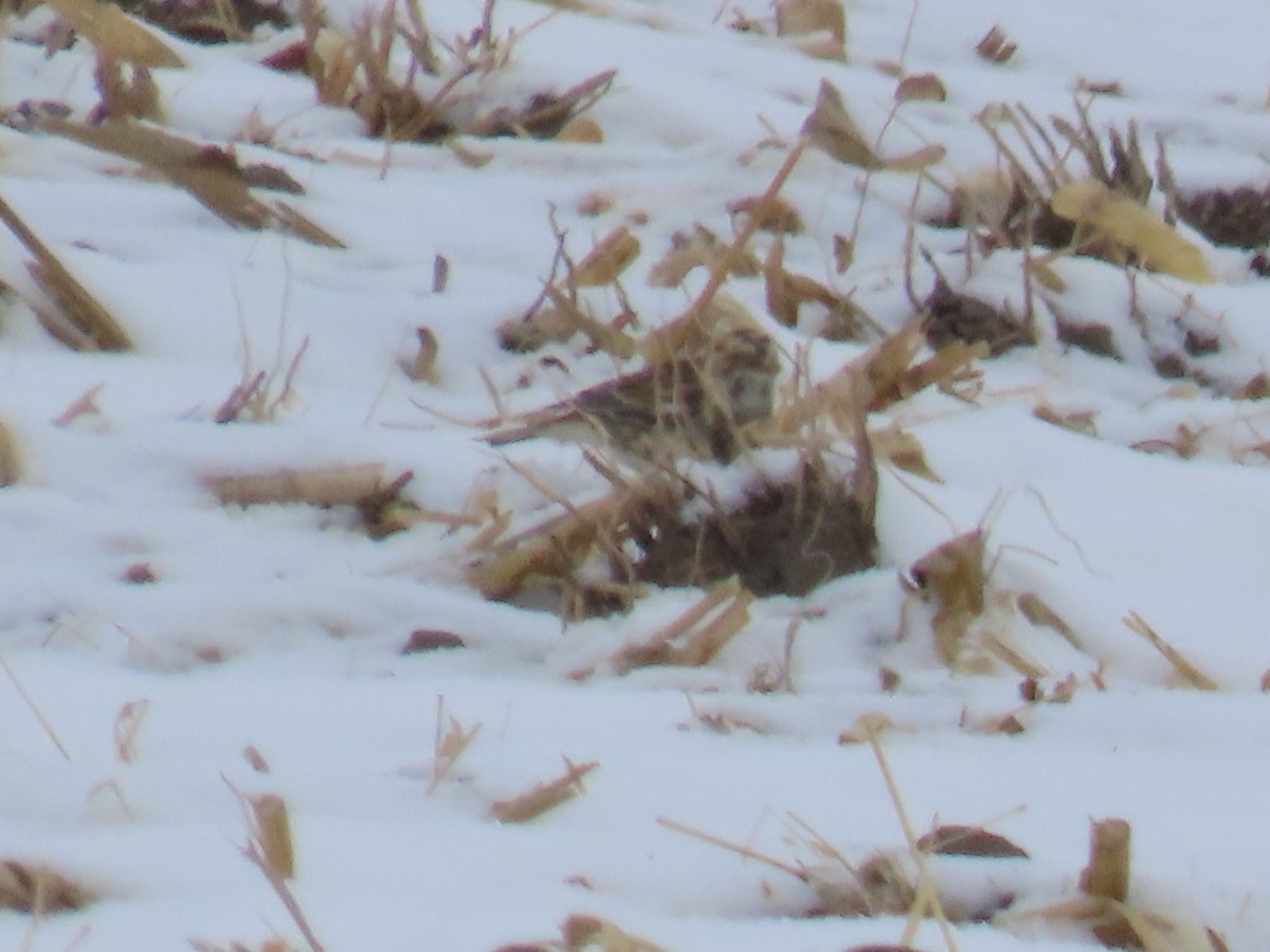 Lapland Longspur - ML646265126