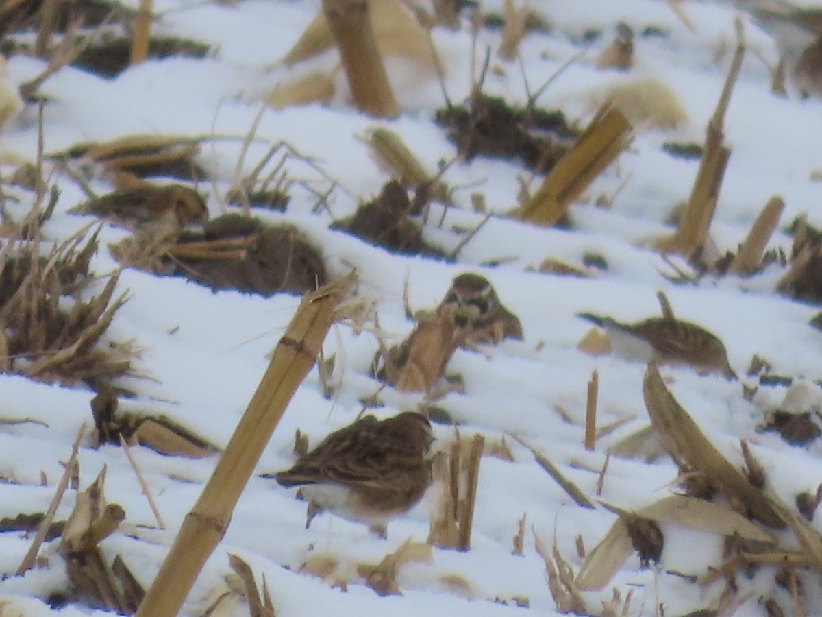 Lapland Longspur - ML646265127