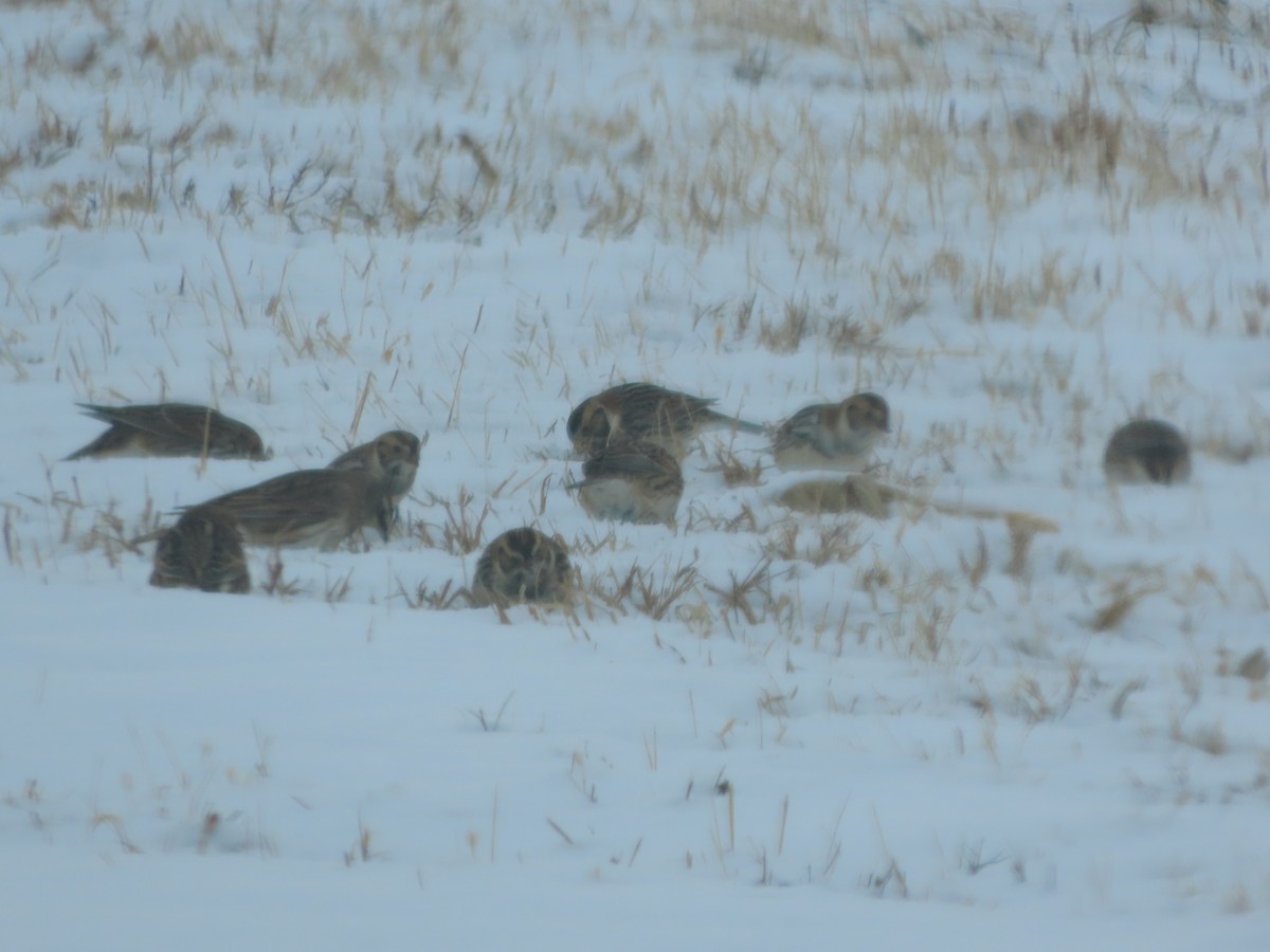 Lapland Longspur - ML646265128