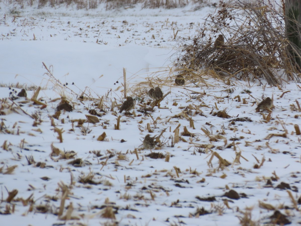 Lapland Longspur - ML646265129
