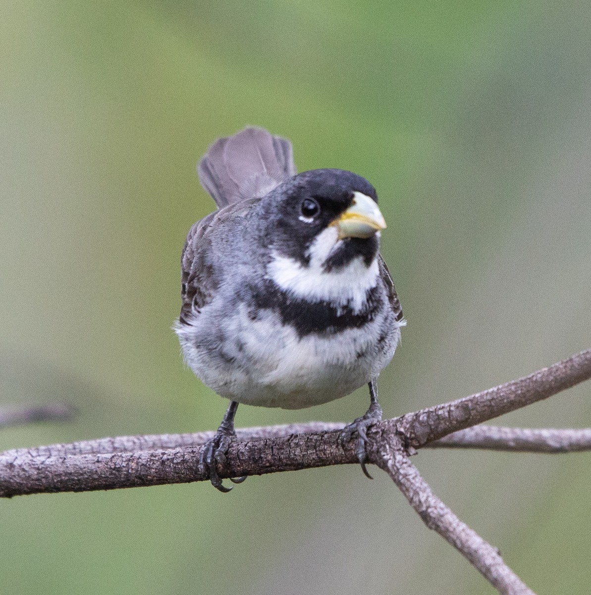 Double-collared Seedeater - ML646265130