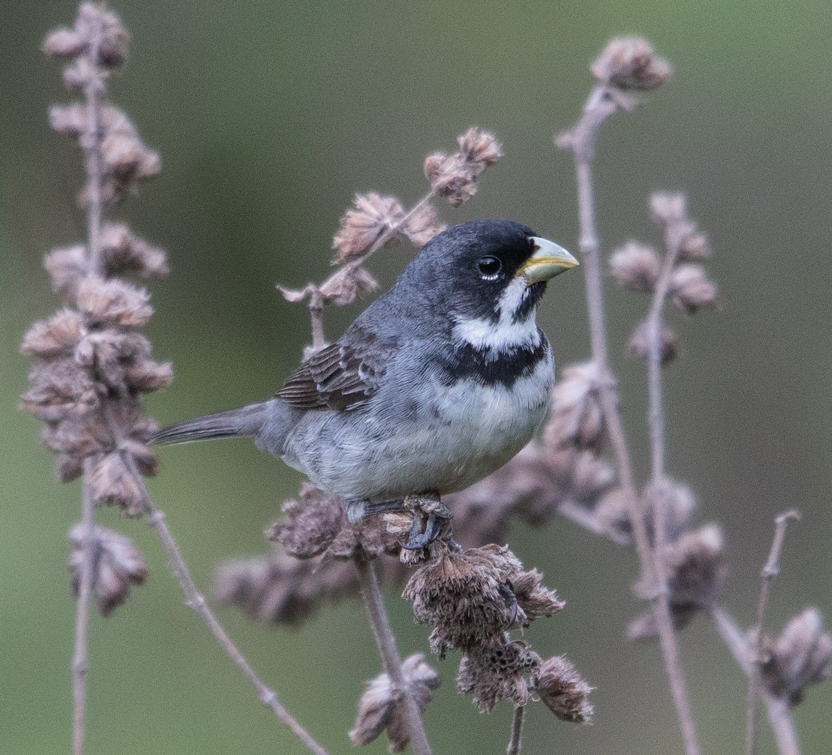 Double-collared Seedeater - ML646265131