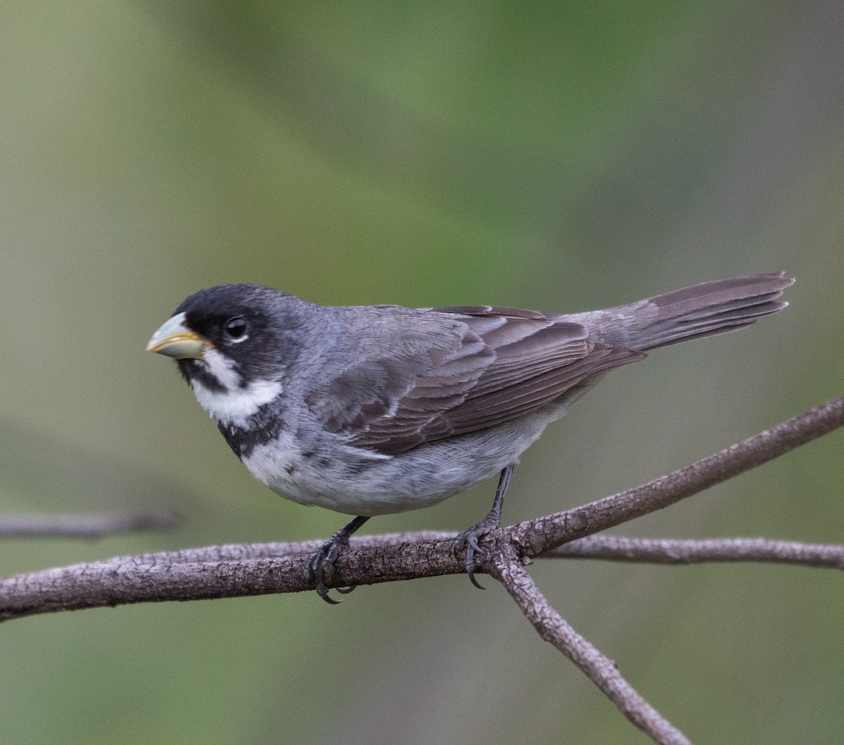 Double-collared Seedeater - ML646265132