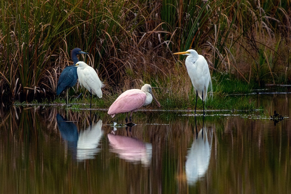 Roseate Spoonbill - ML646265134