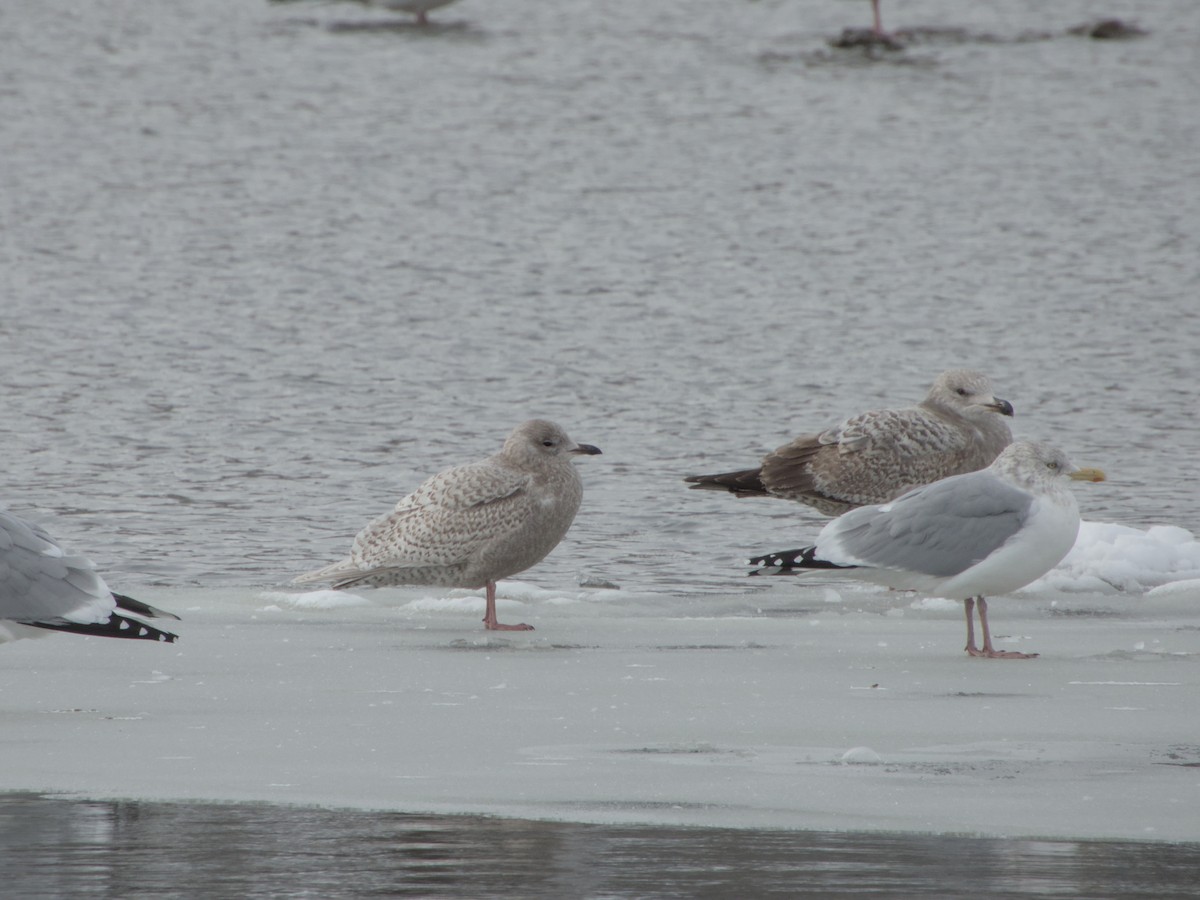 Мартин гренландський (підвид kumlieni) - ML646265135
