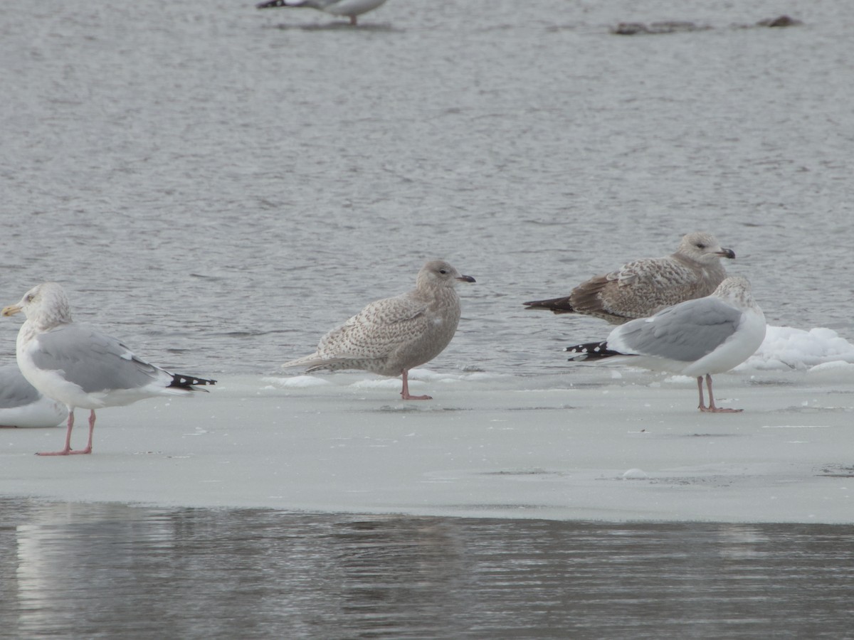Мартин гренландський (підвид kumlieni) - ML646265136