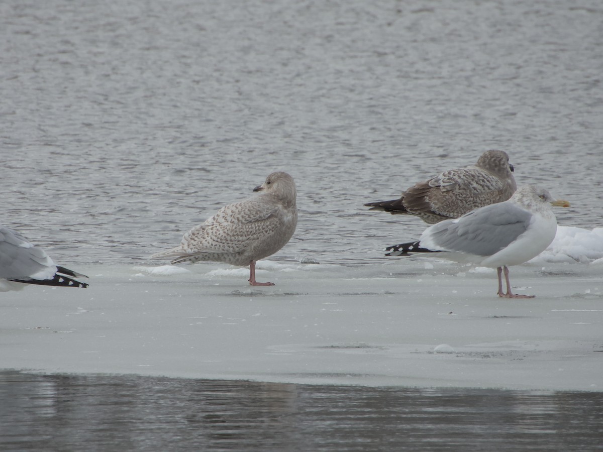 Мартин гренландський (підвид kumlieni) - ML646265137