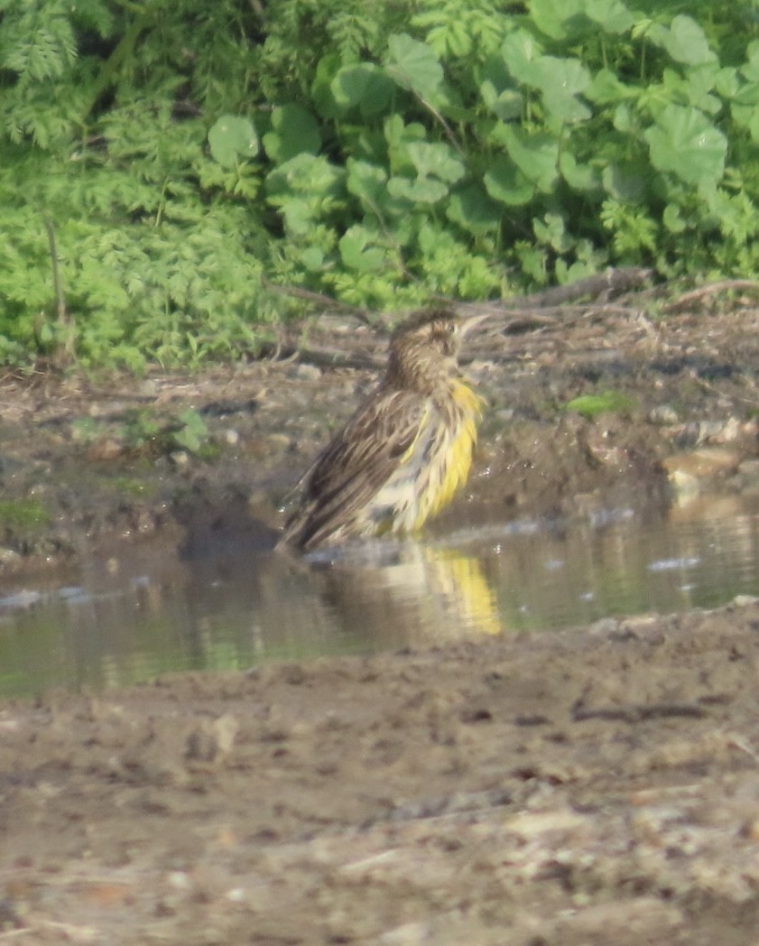 ニシマキバドリ - ML646265140