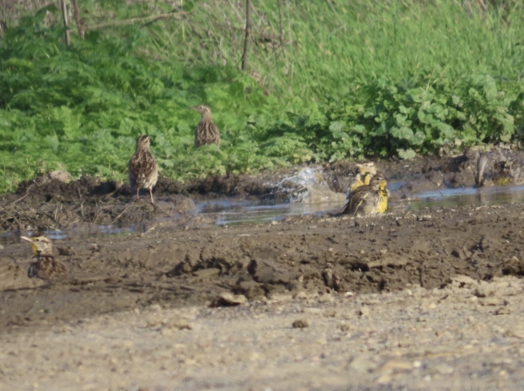 ニシマキバドリ - ML646265141