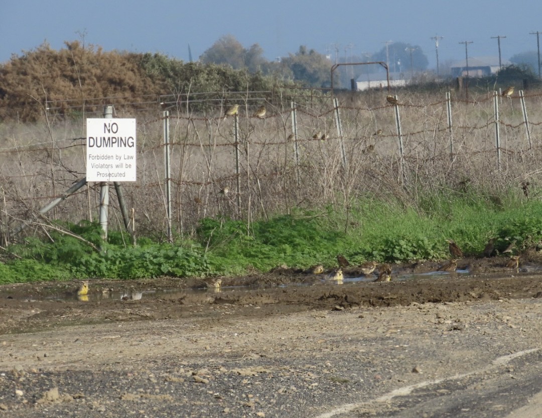 ニシマキバドリ - ML646265142