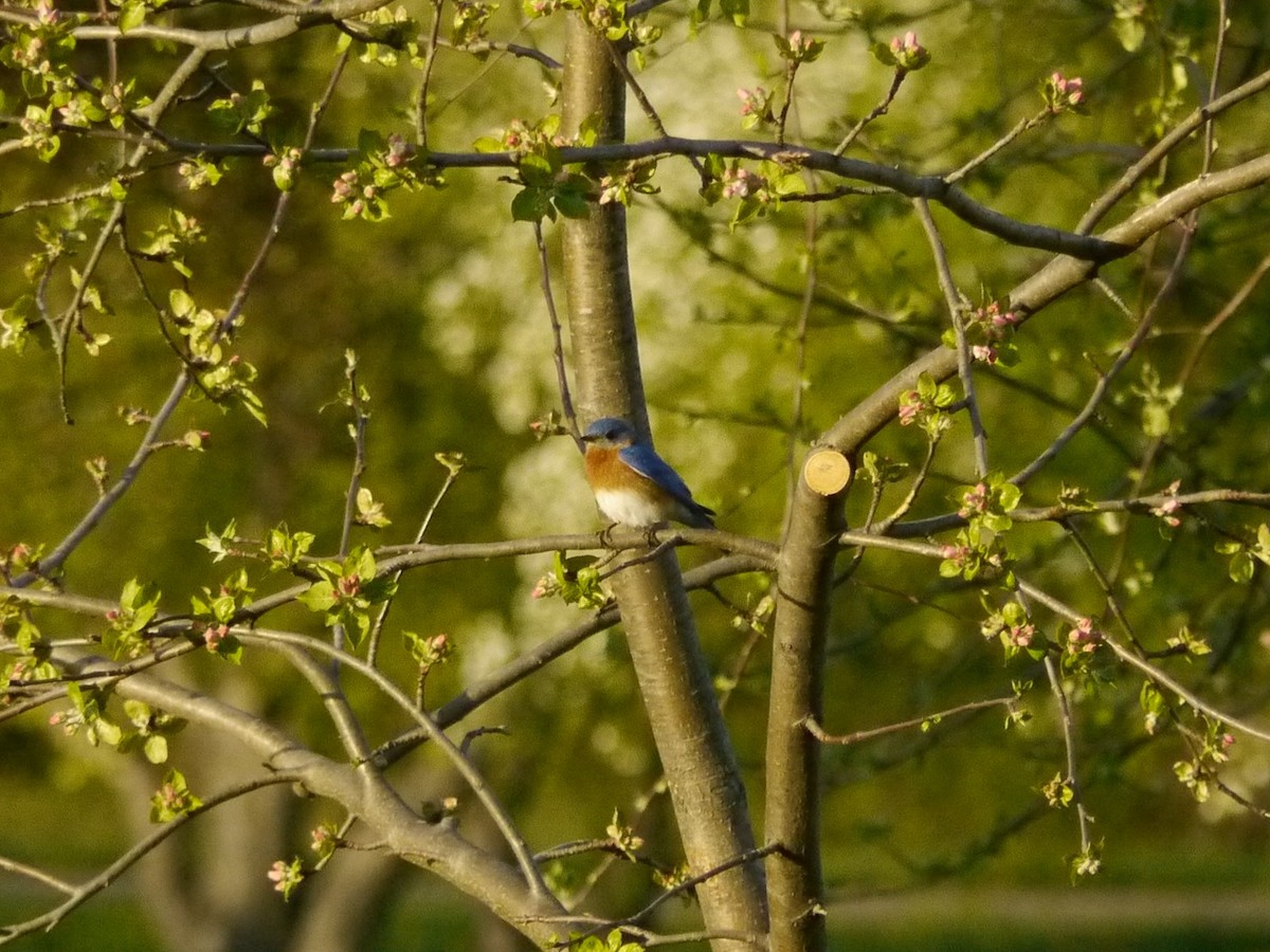 Eastern Bluebird - ML646265143