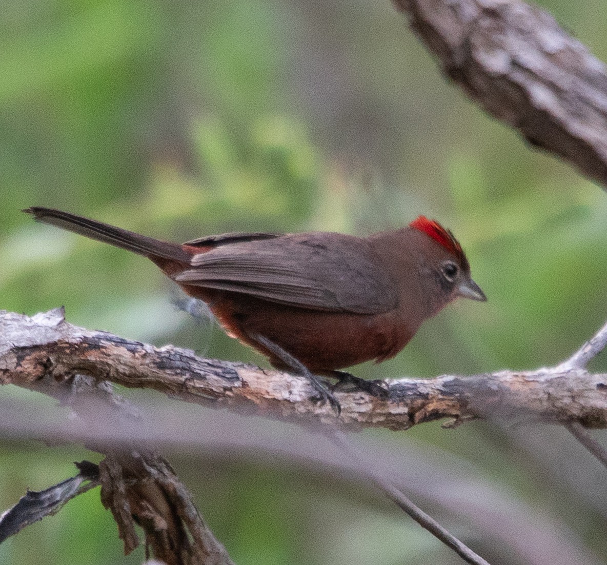 Red-crested Finch - ML646265145