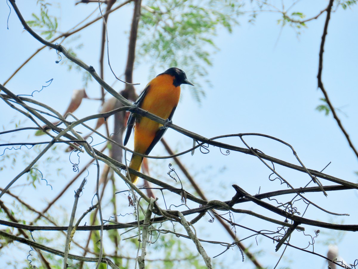 פזאי צפוני - ML646265146