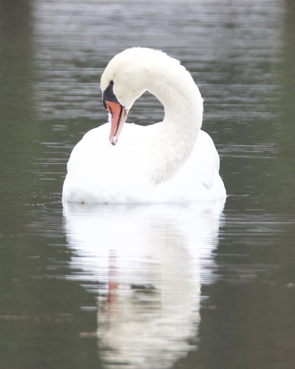 Mute Swan - ML646265147