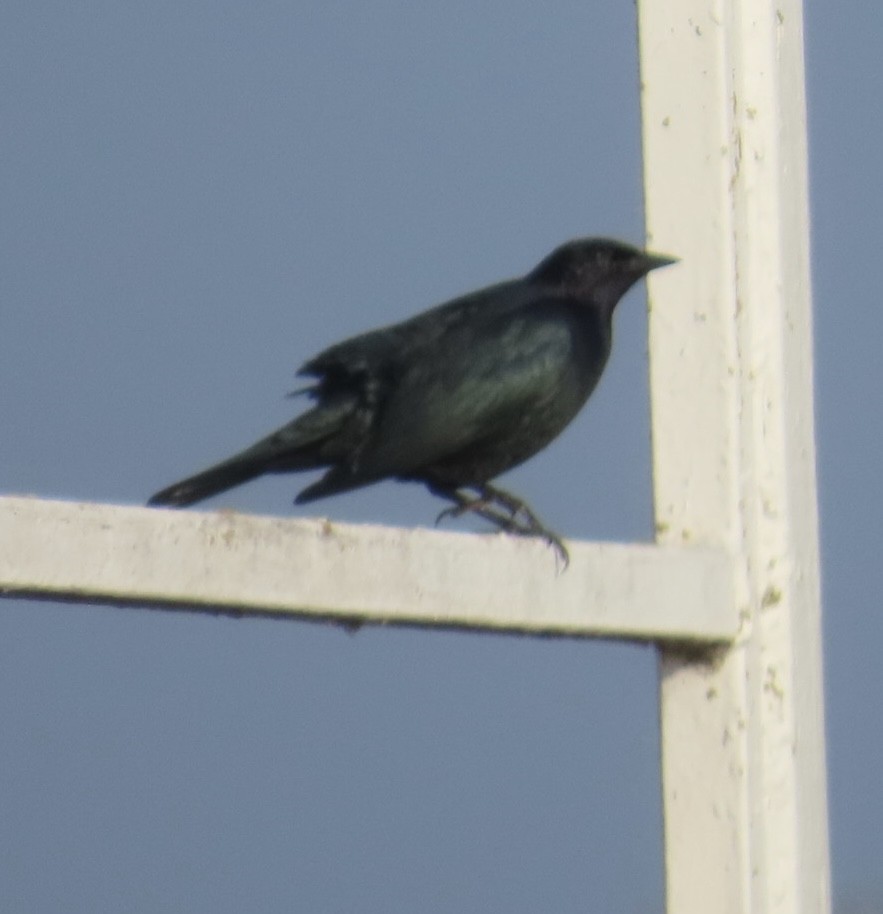 テリムクドリモドキ - ML646265148